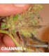 banco de semillas MEDICAL SEEDS CHANEL +