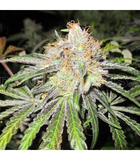 banco de semillas MEDICAL SEEDS DEEP NEVILLE REGULAR