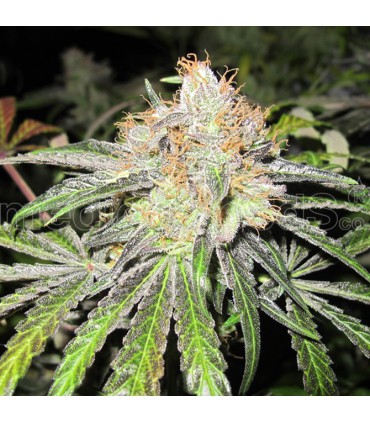 banco de semillas MEDICAL SEEDS DEEP NEVILLE REGULAR