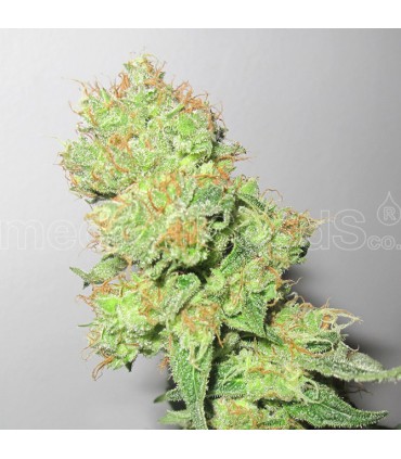 banco de semillas MEDICAL SEEDS Y CBD