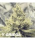 Y GRIEGA