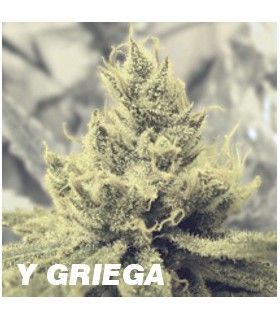 Y GRIEGA