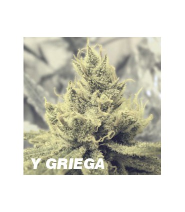 Y GRIEGA
