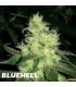 banco de semillas MEDICAL SEEDS BLUEHELL (10) 100% MEDICAL SEEDS