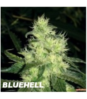 banco de semillas MEDICAL SEEDS BLUEHELL (10) 100% MEDICAL SEEDS