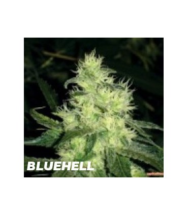 banco de semillas MEDICAL SEEDS BLUEHELL (10) 100% MEDICAL SEEDS