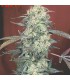 banco de semillas SERIOUS SEEDS AK-47