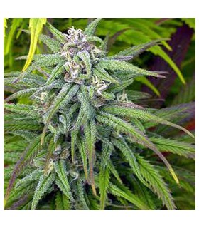 banco de semillas SERIOUS SEEDS BIDDY EARLY