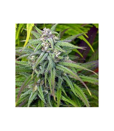 banco de semillas SERIOUS SEEDS BIDDY EARLY