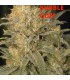 banco de semillas SERIOUS SEEDS BUBBLE GUM SERIUS SEEDS