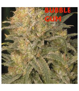 banco de semillas SERIOUS SEEDS BUBBLE GUM SERIUS SEEDS