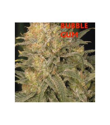 BUBBLE GUM (11) SERIUS SEEDS