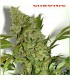 banco de semillas SERIOUS SEEDS CHRONIC