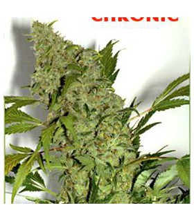 banco de semillas SERIOUS SEEDS CHRONIC