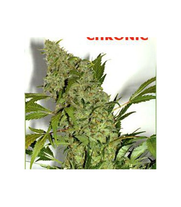 banco de semillas SERIOUS SEEDS CHRONIC