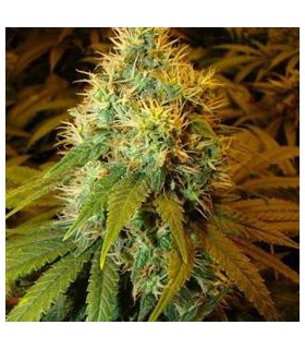 banco de semillas SERIOUS SEEDS DOUBLE DUTCH