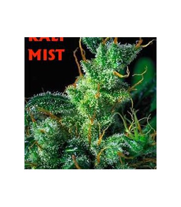 banco de semillas SERIOUS SEEDS KALIMIST