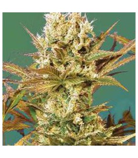 banco de semillas SERIOUS SEEDS MOTAVATION