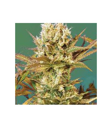 banco de semillas SERIOUS SEEDS MOTAVATION