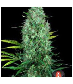 banco de semillas SERIOUS SEEDS SERIOUS SIX (6) 100% SERIOUS SEEDS