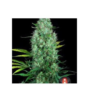 SERIOUS SIX (6) 100% SERIOUS SEEDS