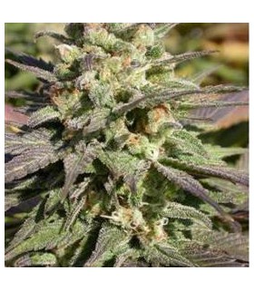 banco de semillas SERIOUS SEEDS WARLOCK