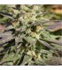 banco de semillas SERIOUS SEEDS WARLOCK