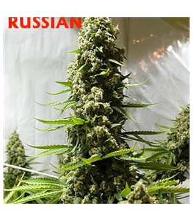 banco de semillas SERIOUS SEEDS WHITE RUSSIAN