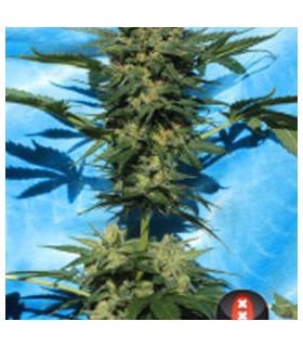 WHITE RUSSIAN AUTOFLORECIENTE (6) 100%