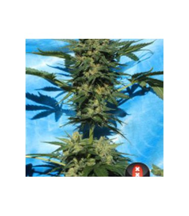 WHITE RUSSIAN AUTOFLORECIENTE (6) 100%