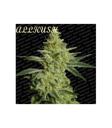 ALLKUSH