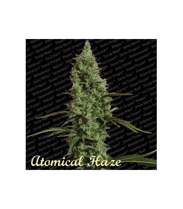 banco de semillas PARADISE ATOMICAL HAZE