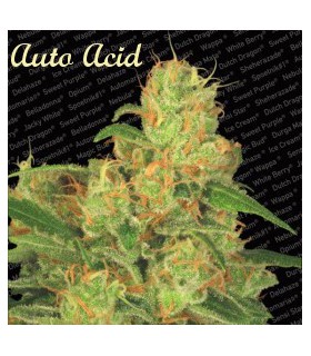 banco de semillas PARADISE AUTO ACID