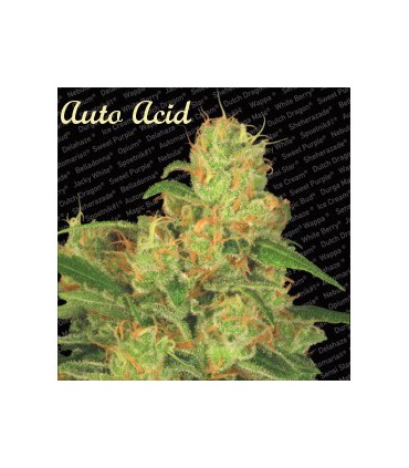 AUTO ACID