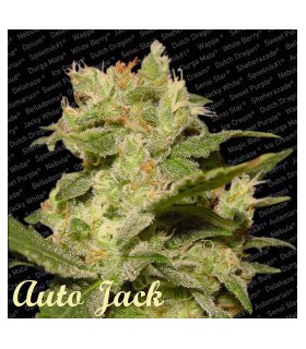 banco de semillas PARADISE AUTO JACK