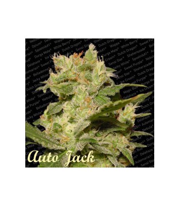 banco de semillas PARADISE AUTO JACK