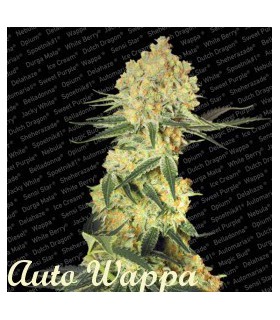 banco de semillas PARADISE AUTO WAPPA