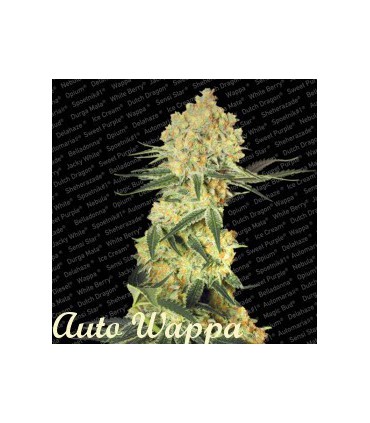 banco de semillas PARADISE AUTO WAPPA