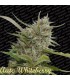 banco de semillas PARADISE AUTO WHITE BERRY