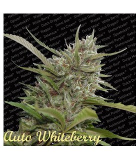 banco de semillas PARADISE AUTO WHITE BERRY
