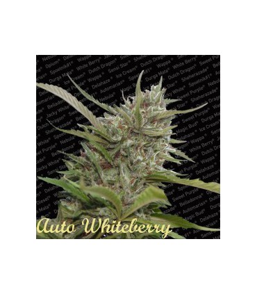 banco de semillas PARADISE AUTO WHITE BERRY