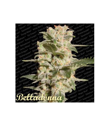 BELLADONA