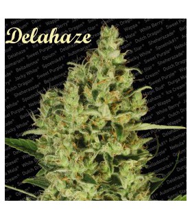 banco de semillas PARADISE DELAHAZE