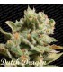 banco de semillas PARADISE DUTCH DRAGON