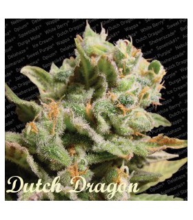 banco de semillas PARADISE DUTCH DRAGON