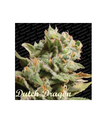 banco de semillas PARADISE DUTCH DRAGON