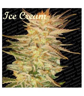 banco de semillas PARADISE ICE CREAM