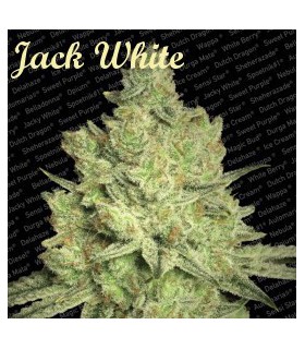banco de semillas PARADISE JACKY WHITE