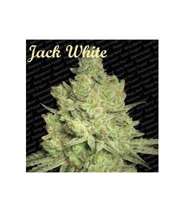 JACKY WHITE