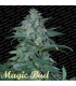 banco de semillas PARADISE MAGIC BUD